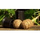 K. Nash Ball Maker